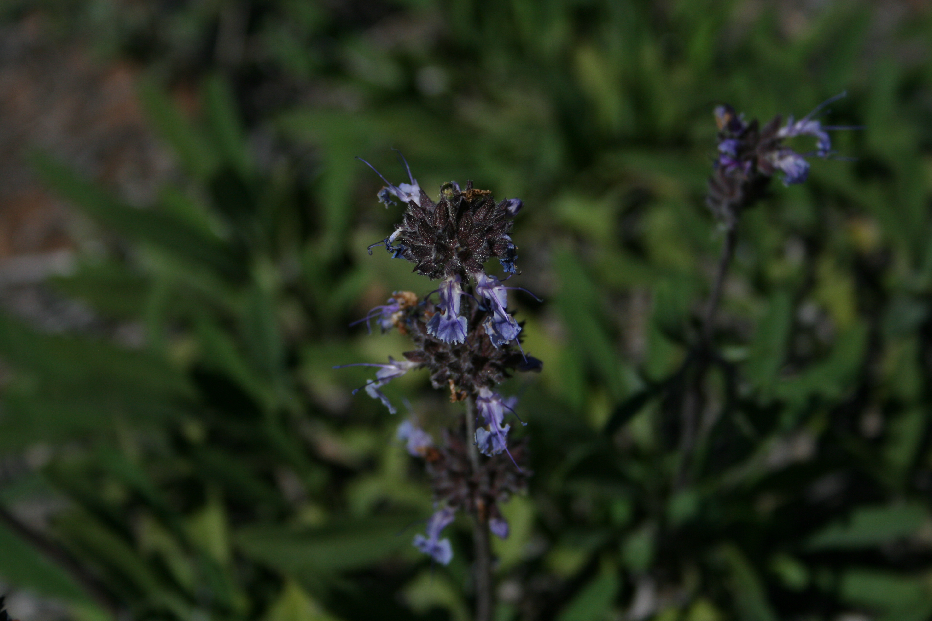 Salvia sonomensis (Creeping sage), native California subshrub
