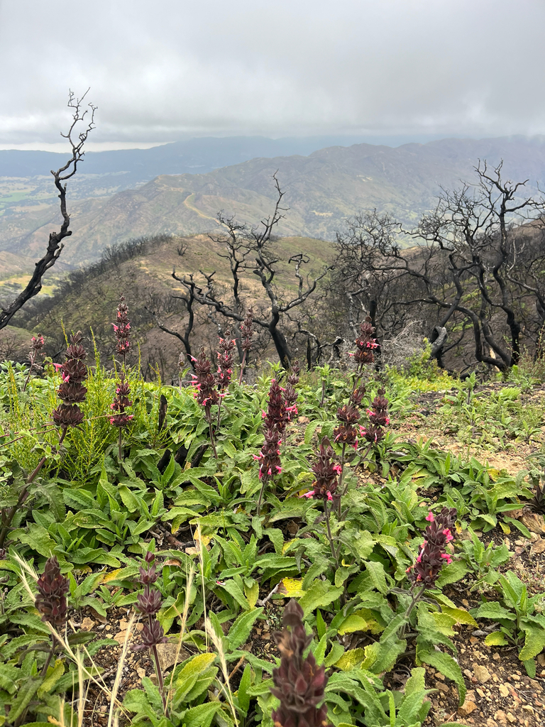 Salvia spathacea (California hummingbird sage), native California herb