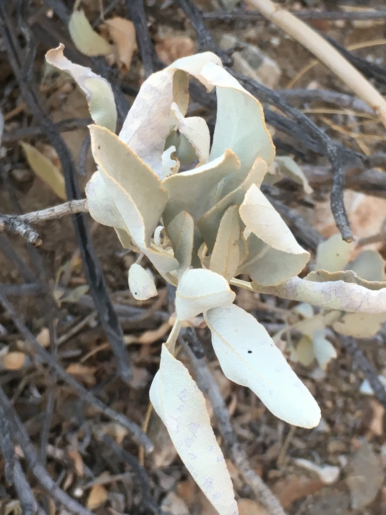 Salvia vaseyi (Scallopleaf sage), native California subshrub