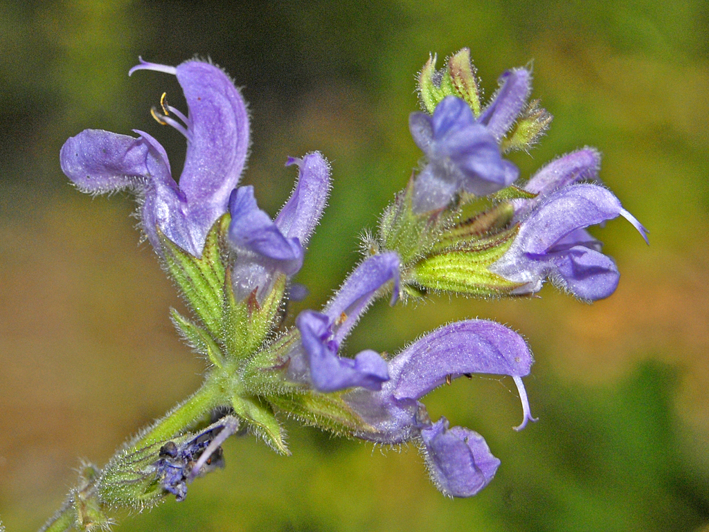 Salvia virgata (Meadow sage), non-native California subshrub