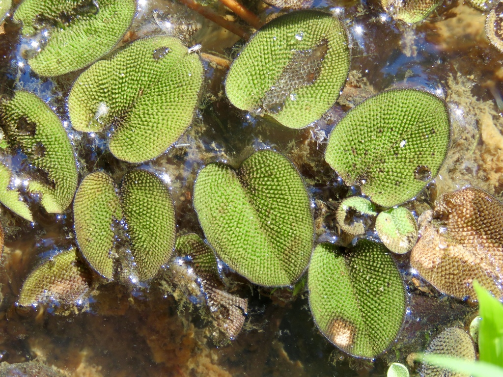 Salvinia minima (Water spangles), non-native California herb