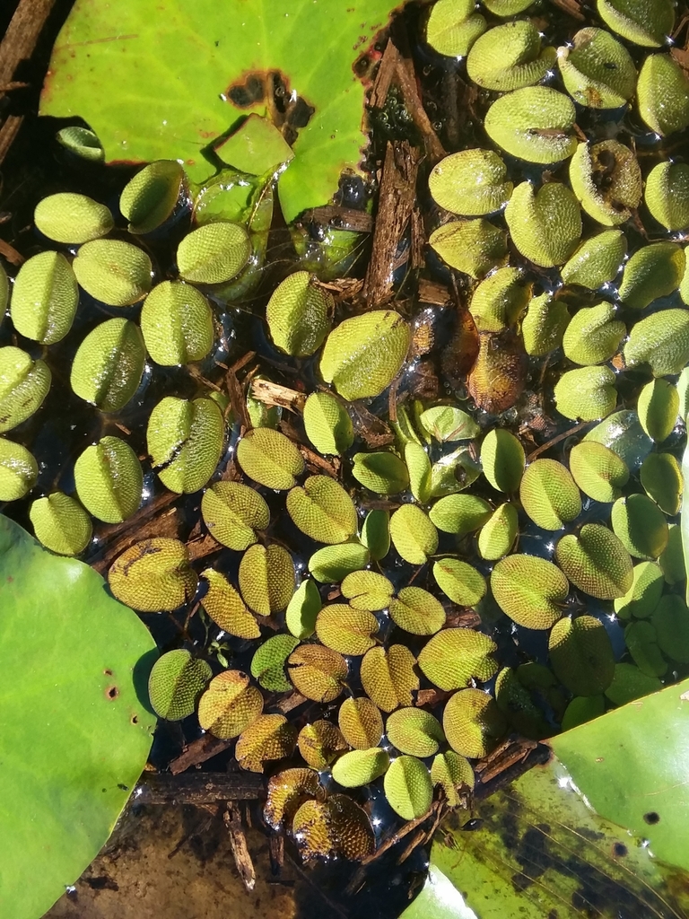 Salvinia molesta (Kariba weed), non-native California herb