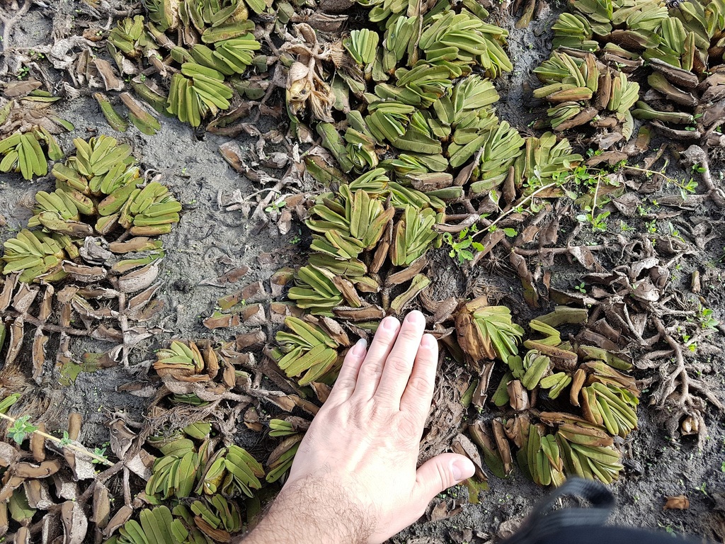 Salvinia oblongifolia, non-native California herb