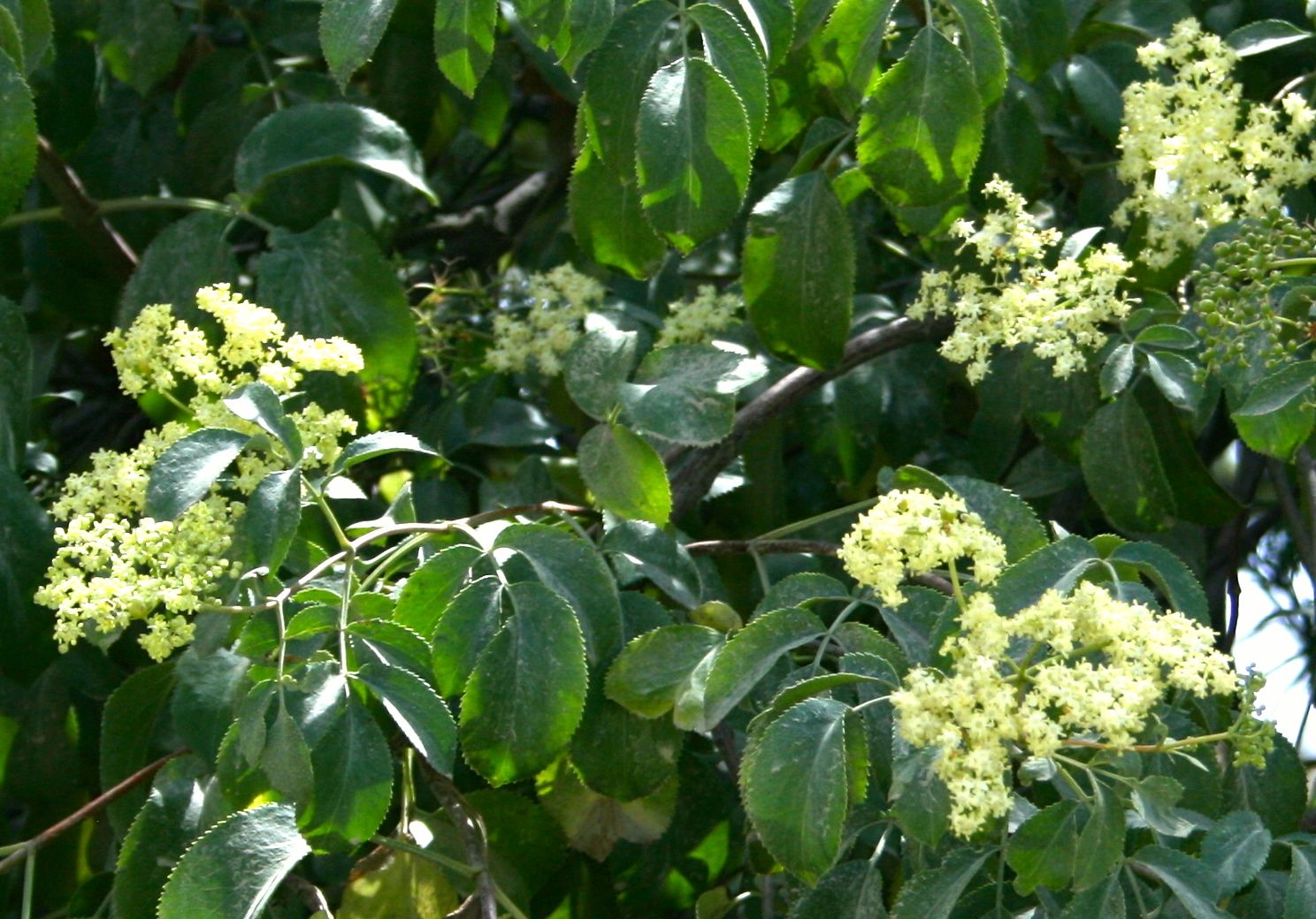 Sambucus mexicana (Blue elderberry), native California shrub