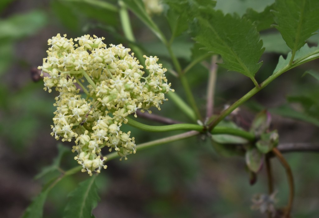 Sambucus racemosa (Red elderberry), native California shrub / tree
