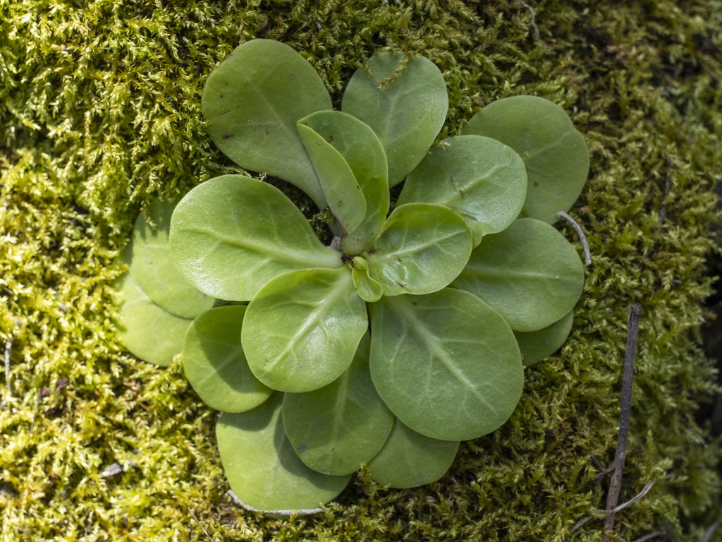 Samolus parviflorus (Seaside brookweed), native California perennial