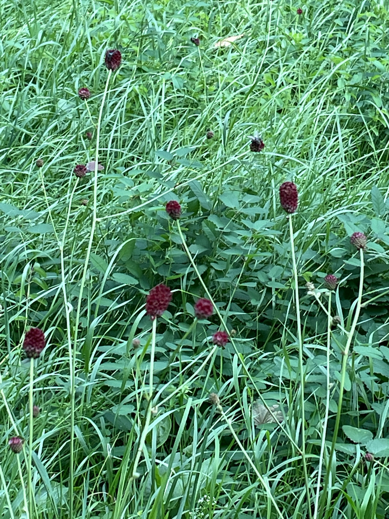 Sanguisorba officinalis (Great burnet), native California herb