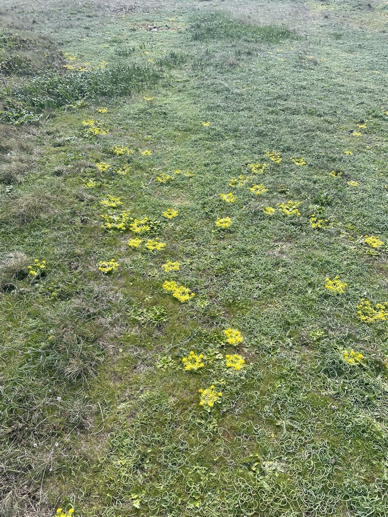 Sanicula arctopoides (Footsteps of spring), native California herb
