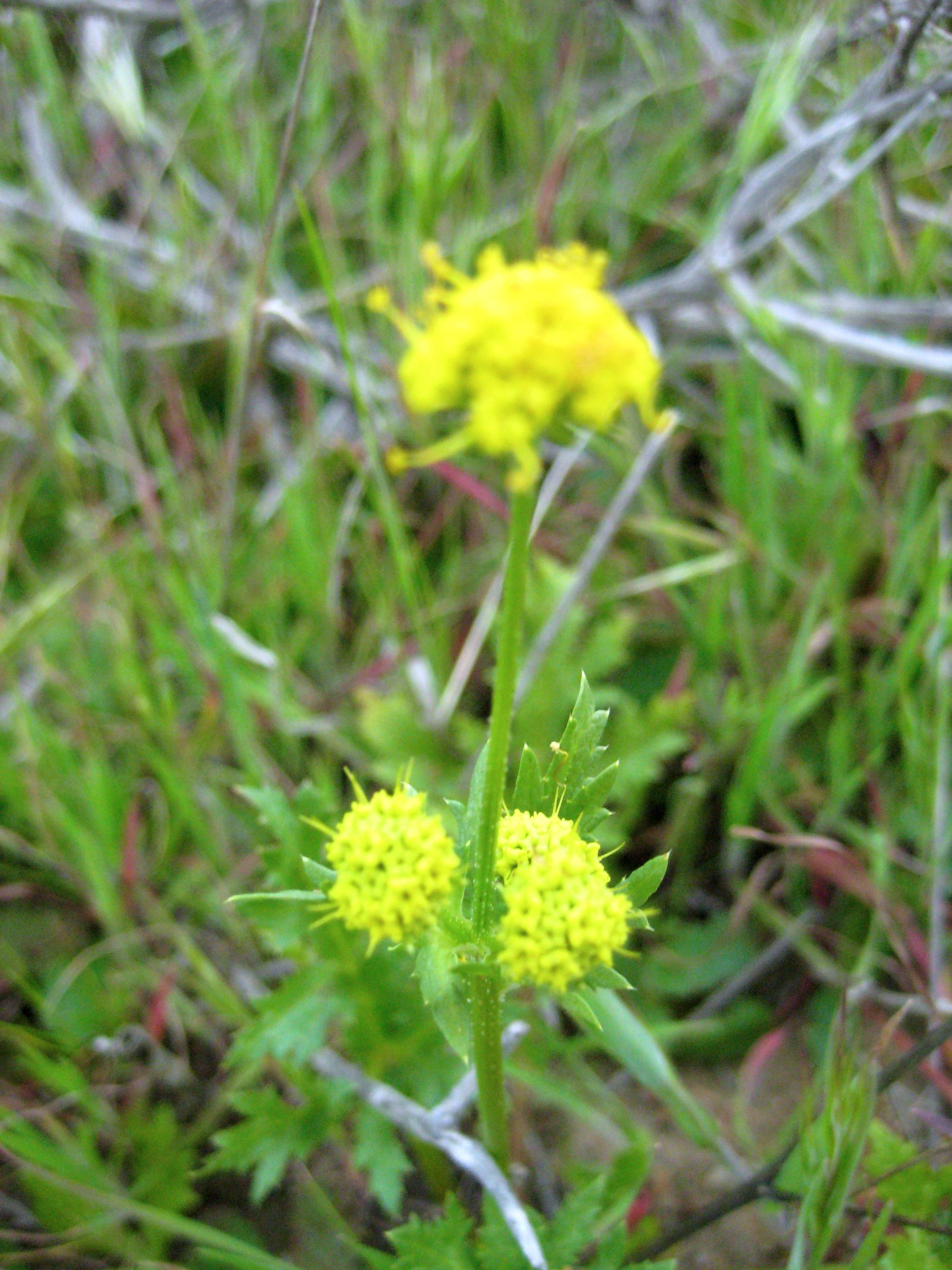 Sanicula arguta (Sharp toothed sanicle), native California herb
