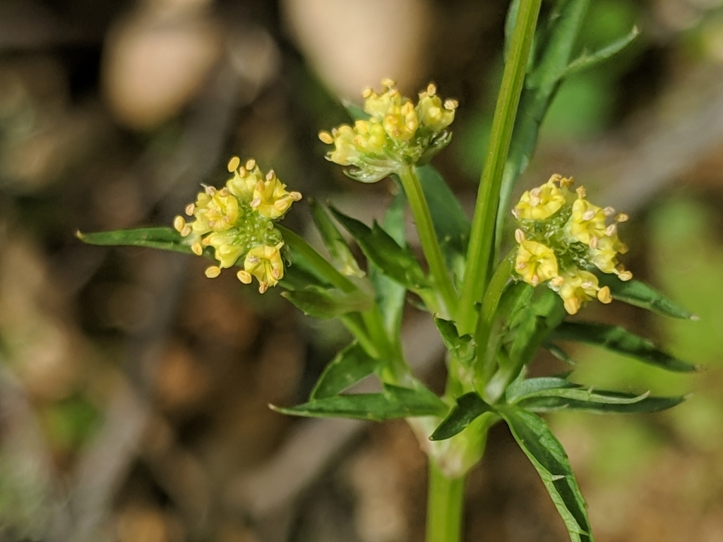 Sanicula bipinnata (Poison sanicle), native California herb