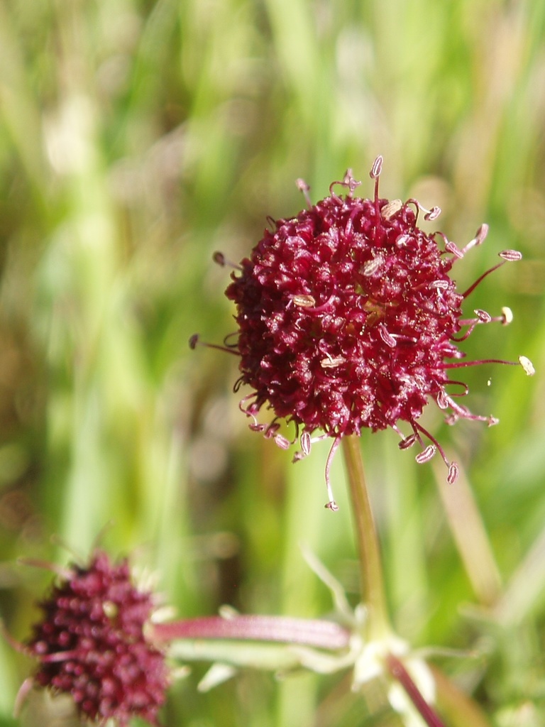 Sanicula bipinnatifida (Purple sanicle), native California herb