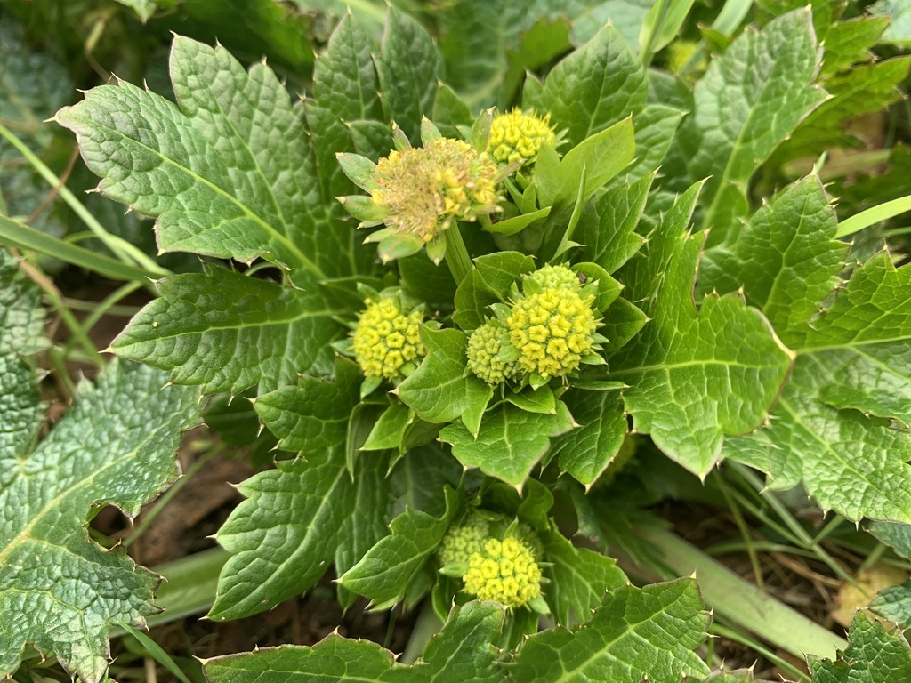 Sanicula crassicaulis (Gamble weed), native California herb
