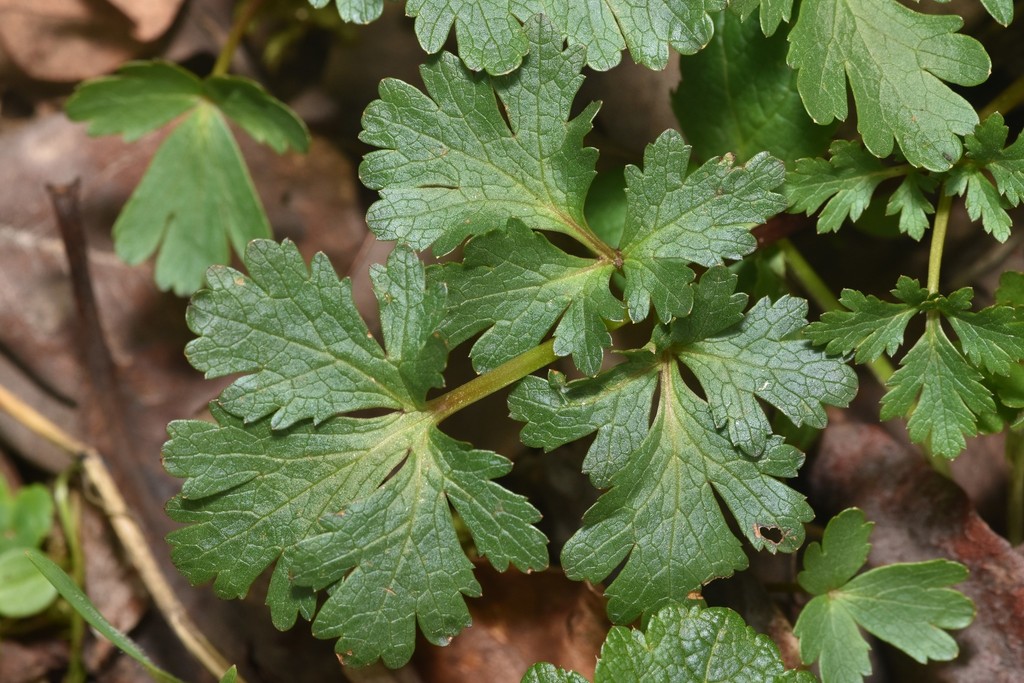 Sanicula graveolens (Northern sanicle), native California herb