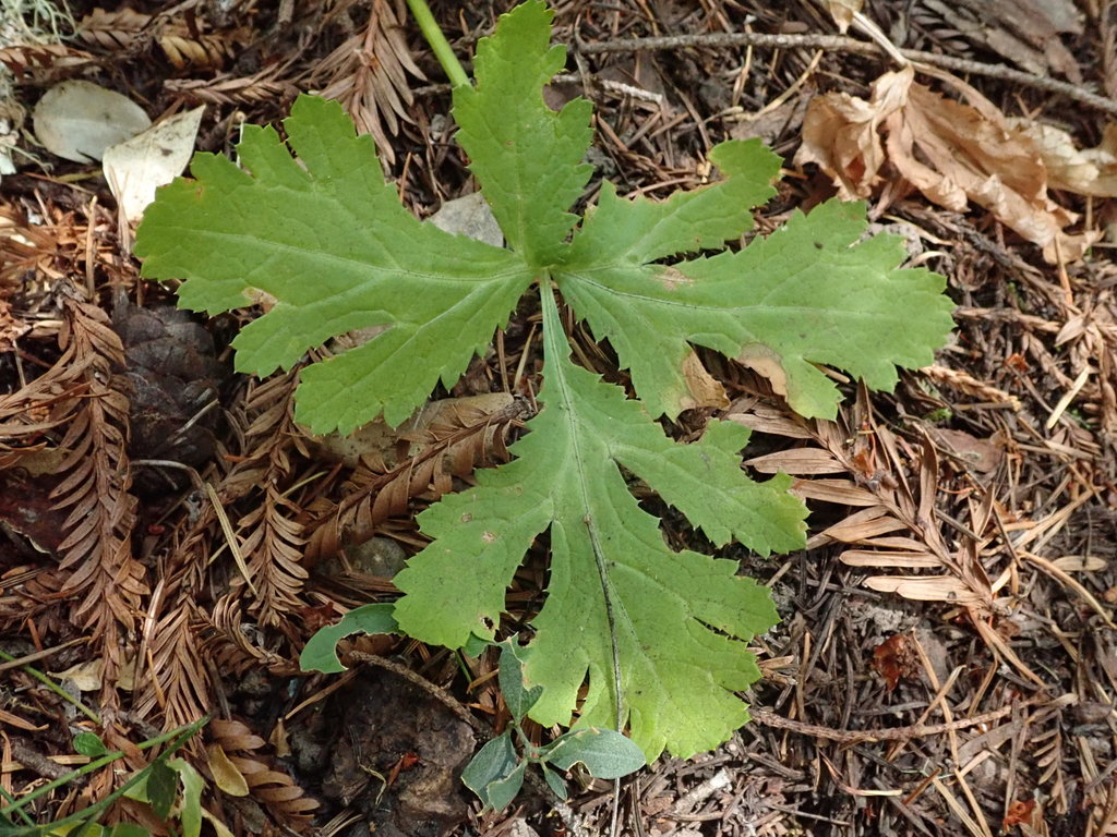 Sanicula hoffmannii (Hoffmann's sanicle), native California herb