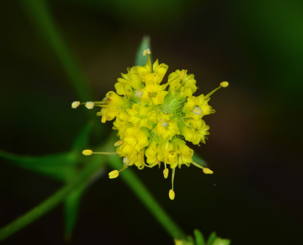 Sanicula laciniata (Coast sanicle), native California herb