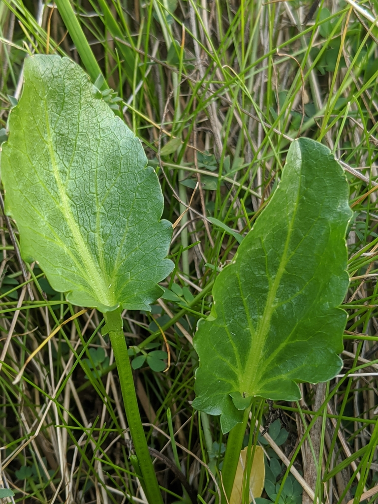 Sanicula maritima (Adobe sanicle), native California herb
