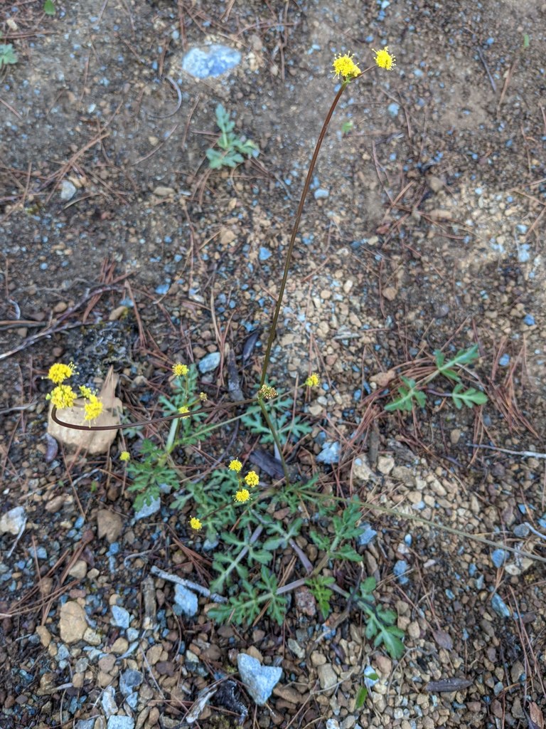 Sanicula peckiana (Peck's sanicle), native California herb