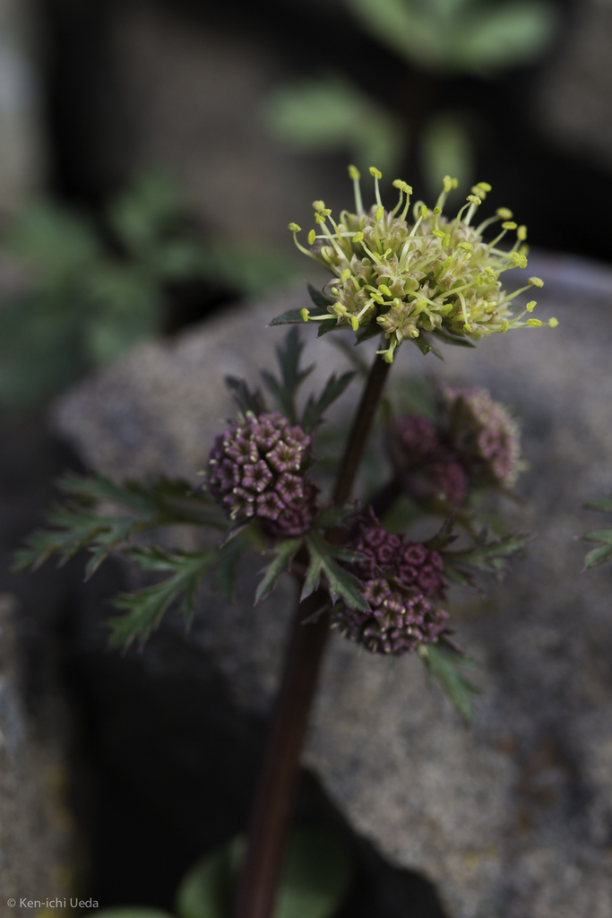 Sanicula saxatilis (Rock sanicle), native California herb