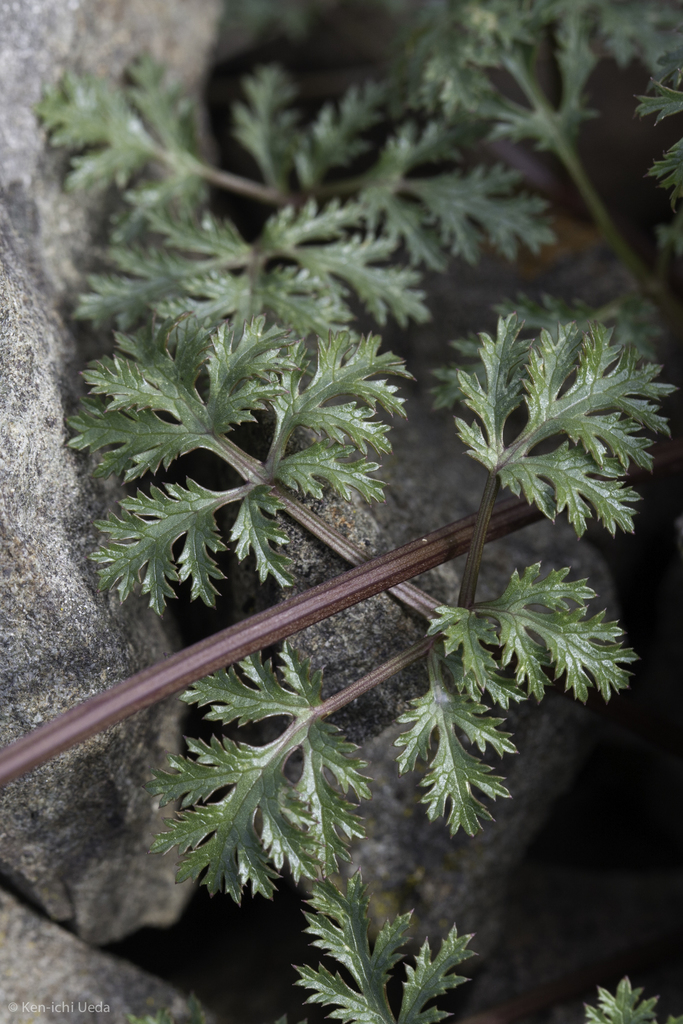 Sanicula sp., native California perennial