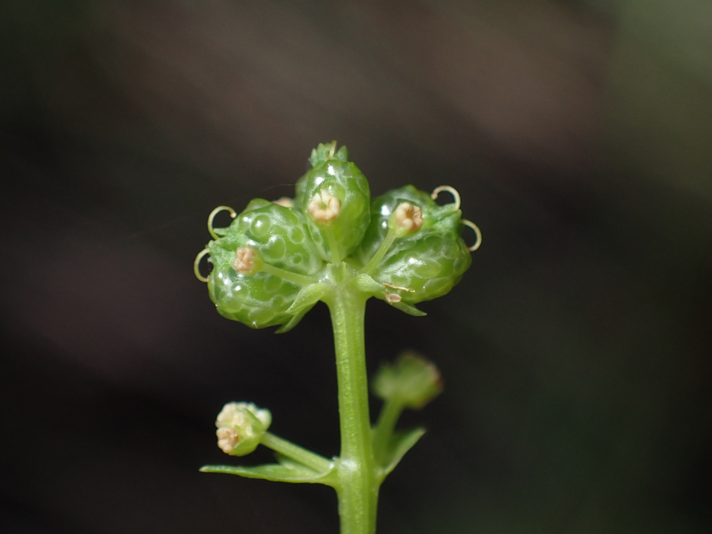 Sanicula tracyi (Tracy's sanicle), native California herb