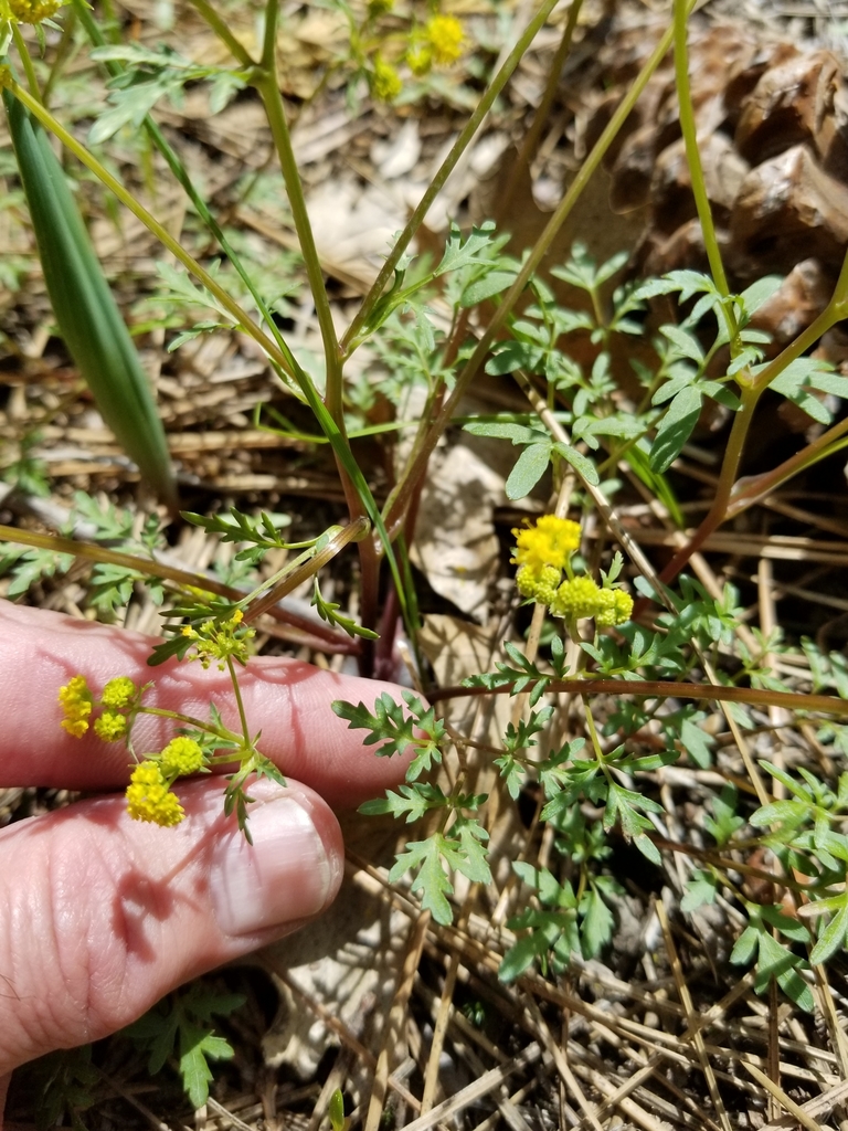 Sanicula tuberosa (Tuberous sanicle), native California herb