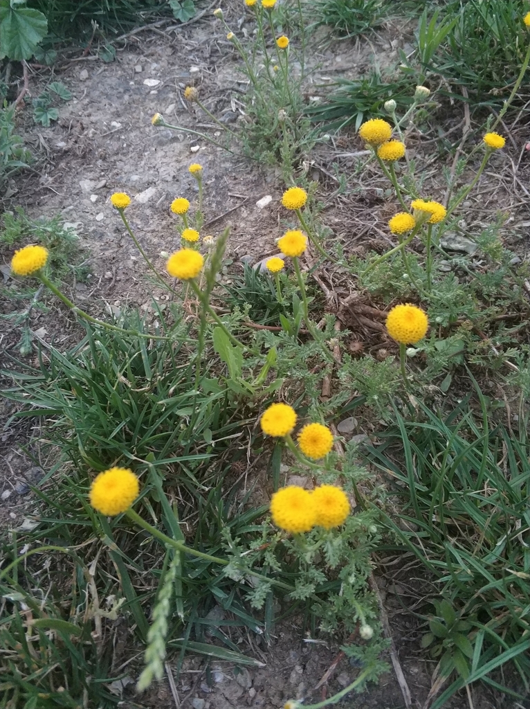 Santolina chamaecyparissus (Lavender-cotton), non-native California shrub