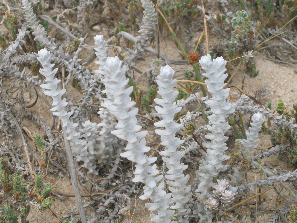 Santolina sp., non-native California perennial