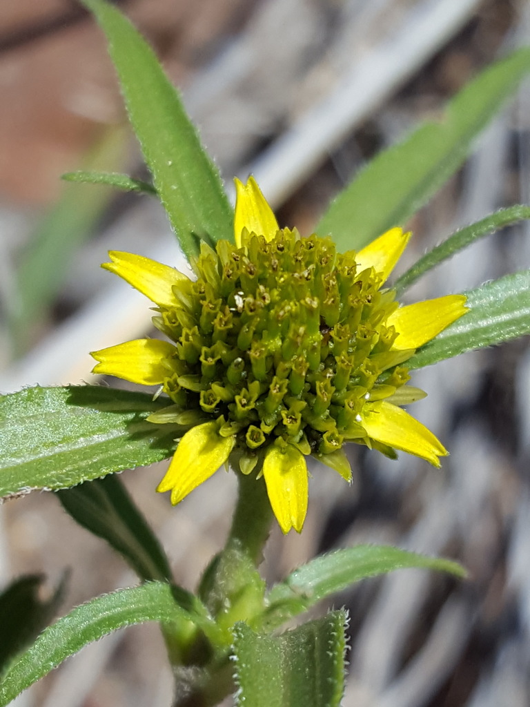 Sanvitalia abertii (Abert's sanvitalia), native California herb