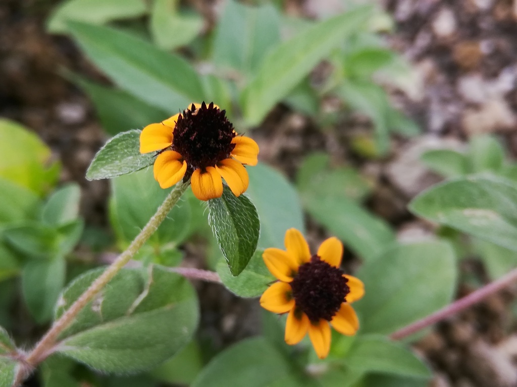 Sanvitalia sp., native California perennial
