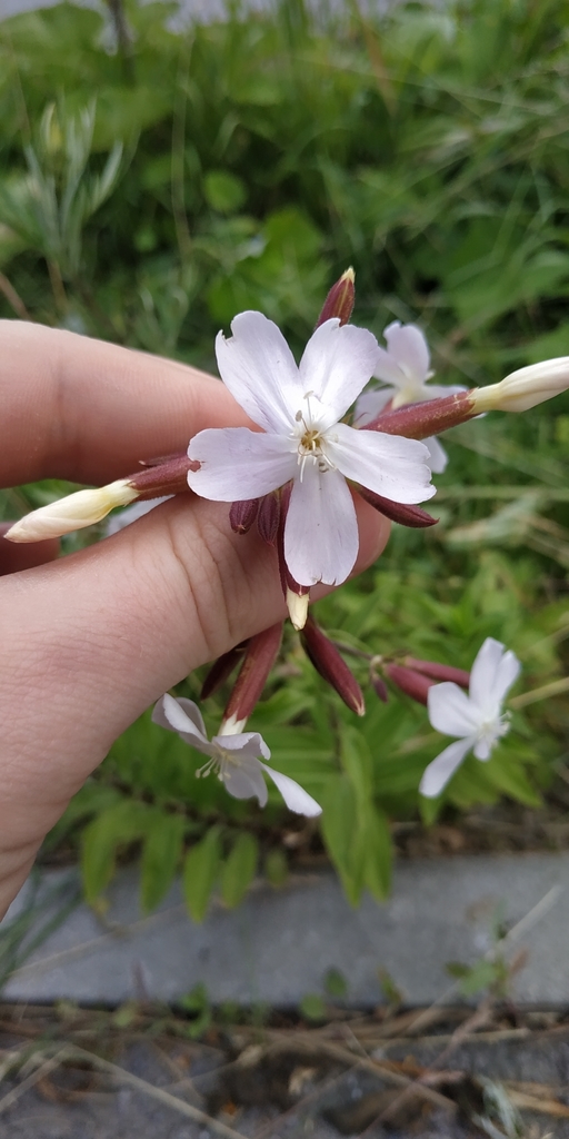 Saponaria officinalis (Bouncing bet), non-native California herb