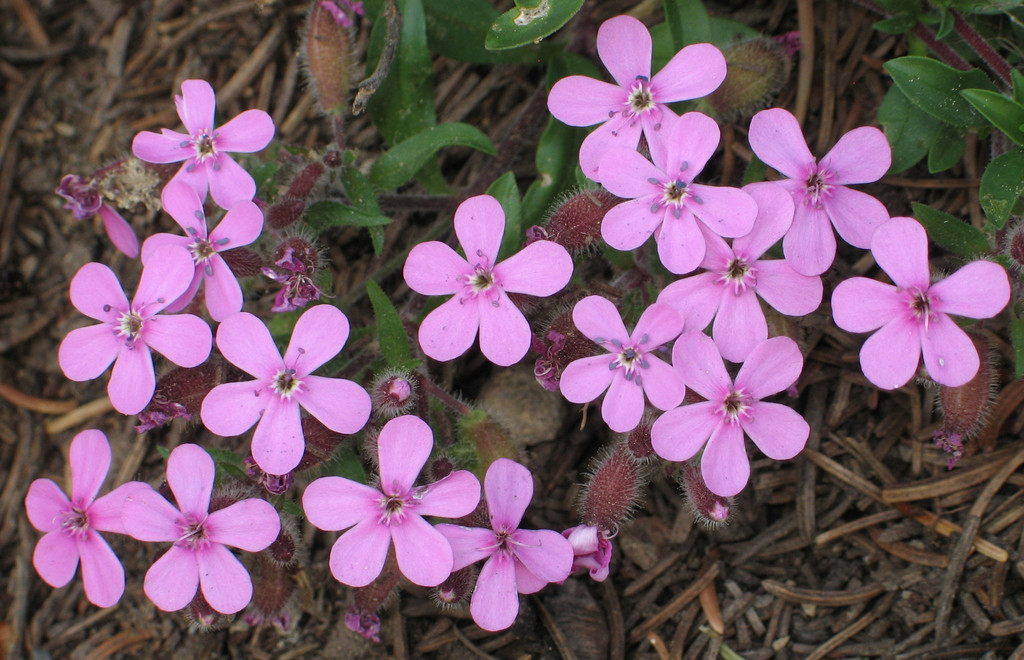 Saponaria sp. (Soapwort), non-native California perennial