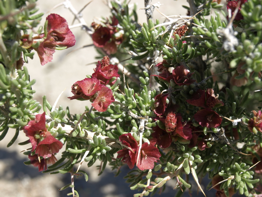 Sarcobatus baileyi (Bailey's greasewood), native California shrub
