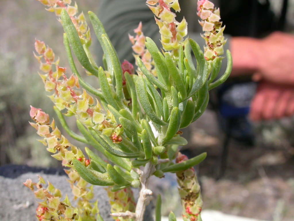 Sarcobatus sp. (Greasewood), native California shrub