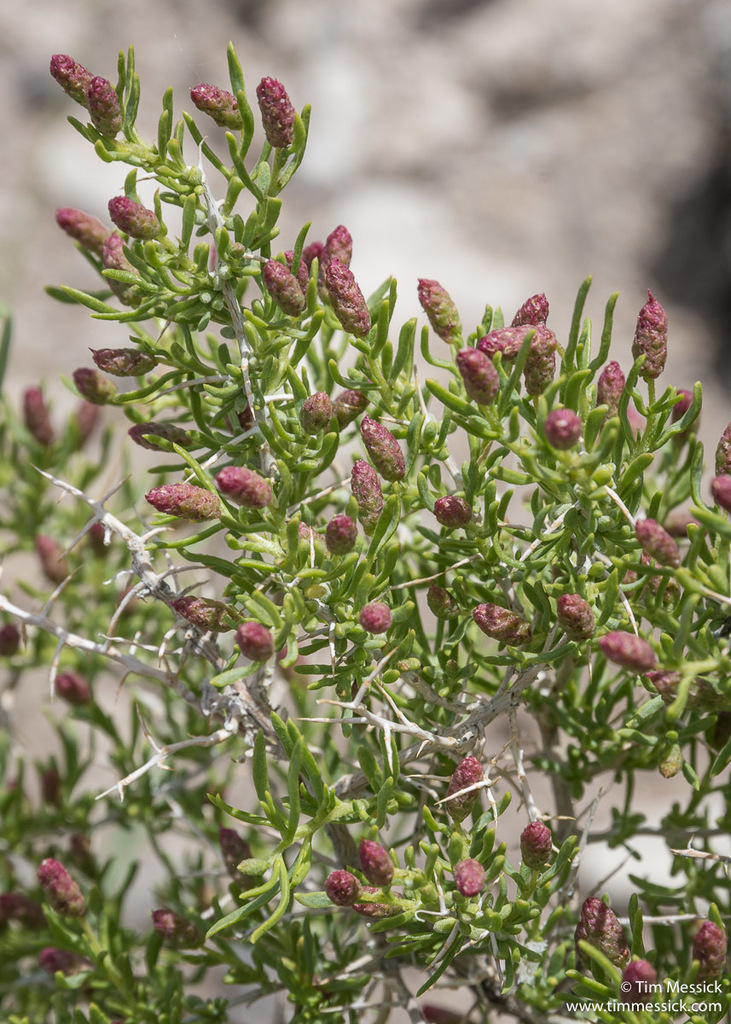 Sarcobatus vermiculatus (Black greasewood), native California shrub