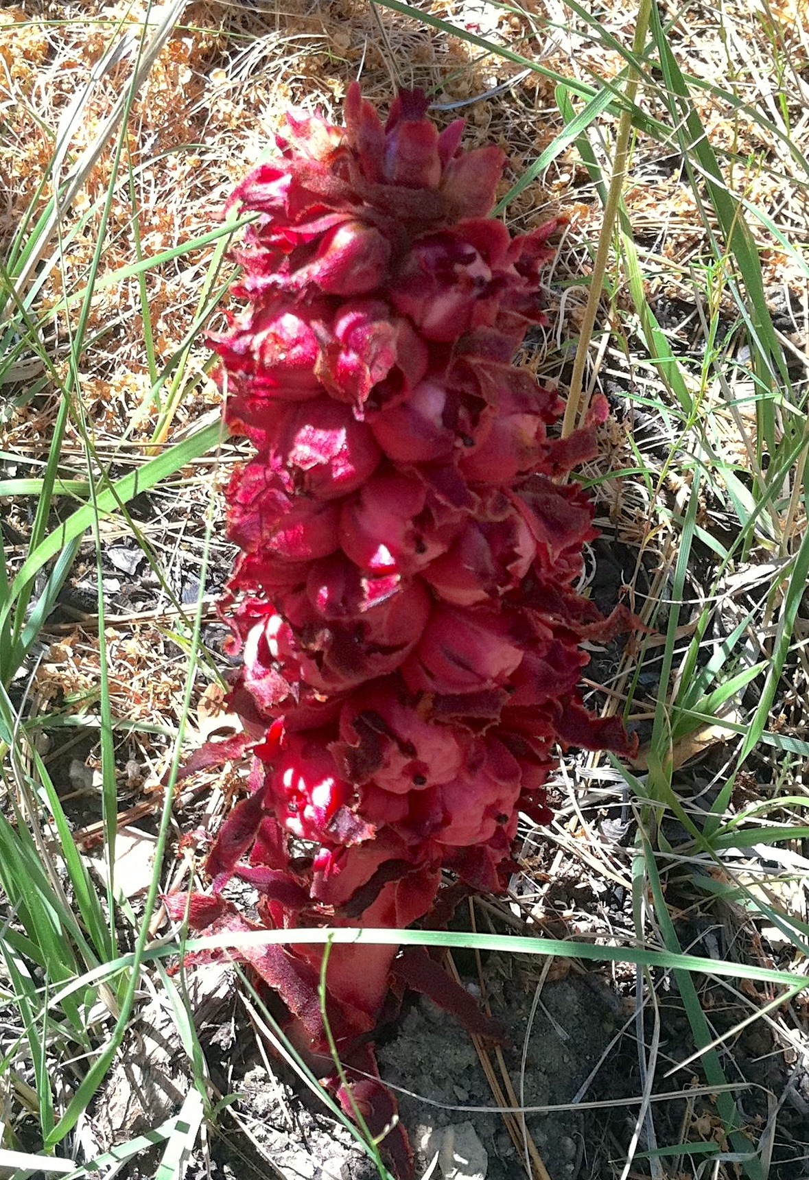 Sarcodes sanguinea (Snow plant), native California herb