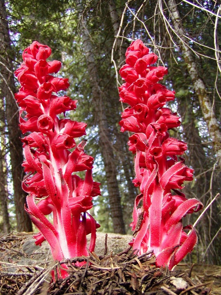 Sarcodes sp. (Snow plant), native California perennial