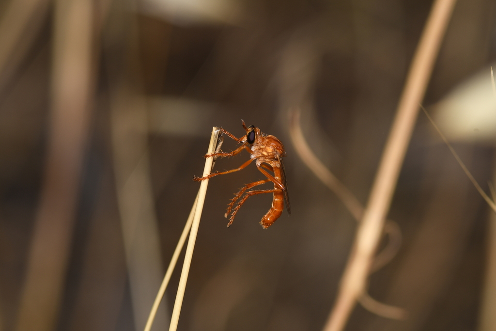 Saropogon luteus, California species