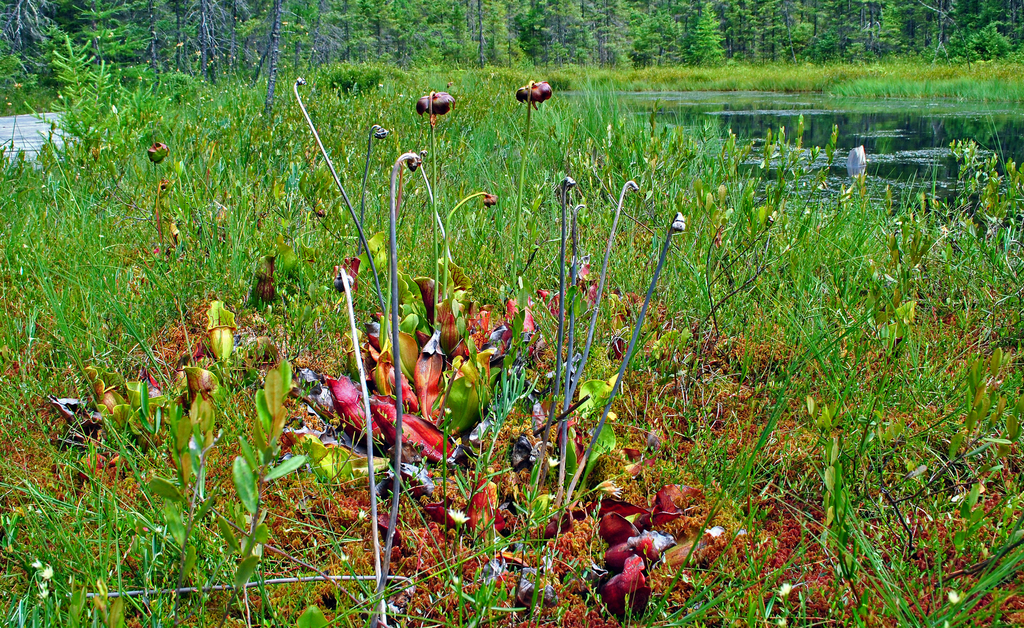Sarracenia purpurea (Purple pitcherplant), non-native California herb