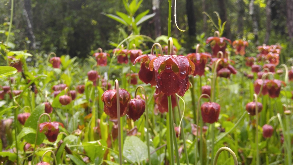 Sarracenia sp. (Pitcher-plant), non-native California perennial