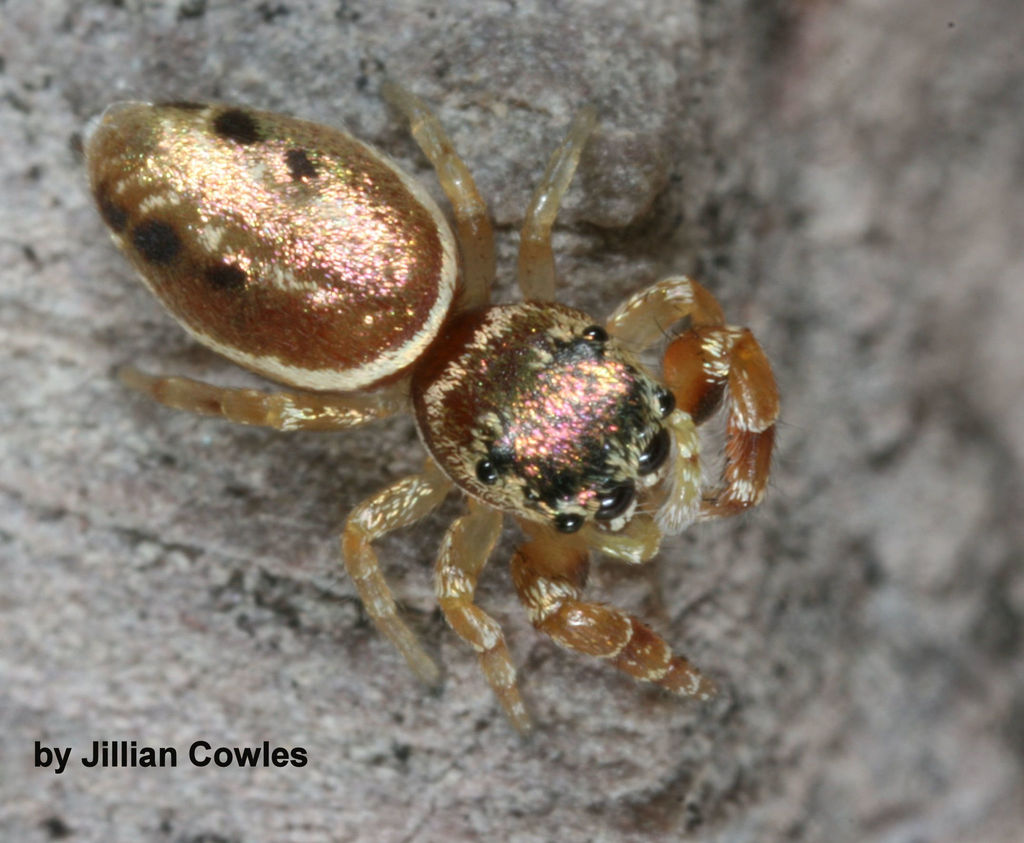 Sassacus vitis (Buttonhook Leafbeetle Jumping Spider), California species