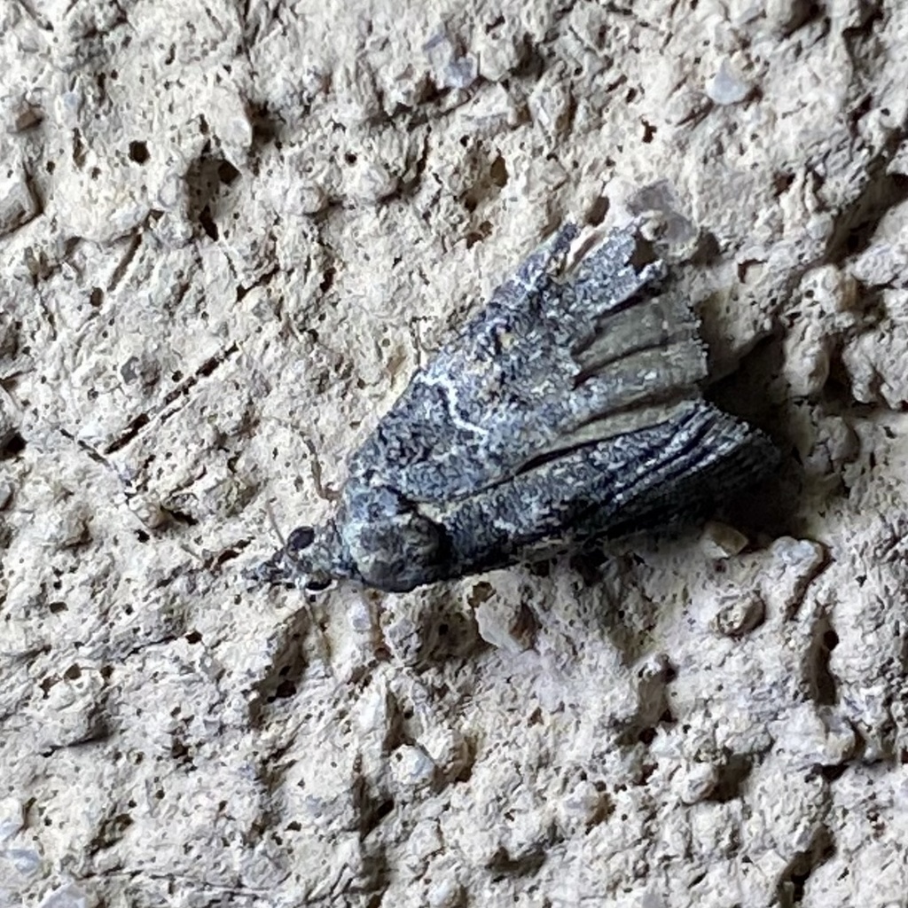 Satole ligniperdalis, California species