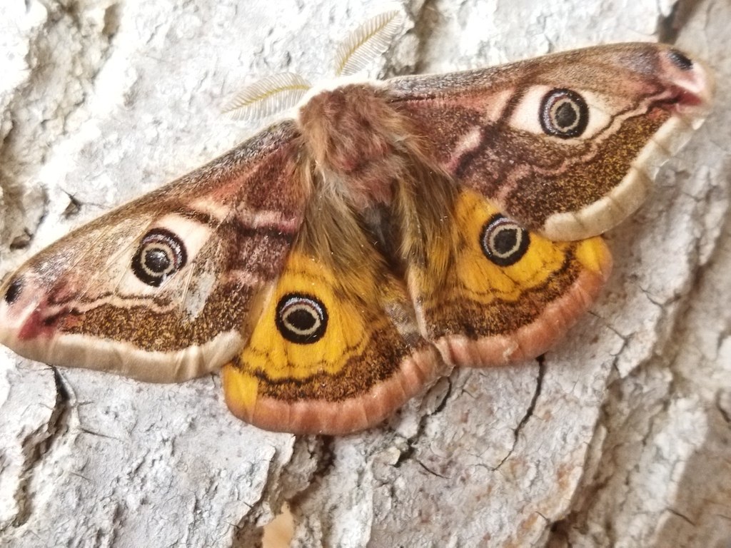 Saturnia albofasciata (White-streaked saturnia moth), California species