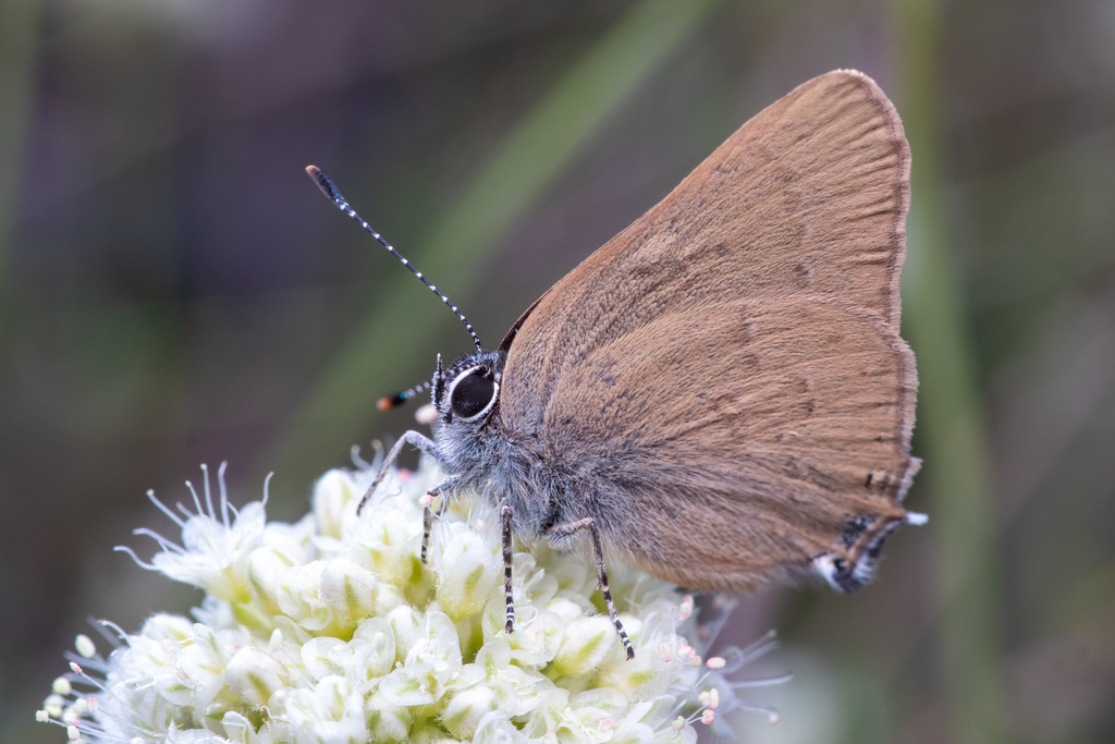 Satyrium auretorum (Gold-hunter's Hairstreak), California species