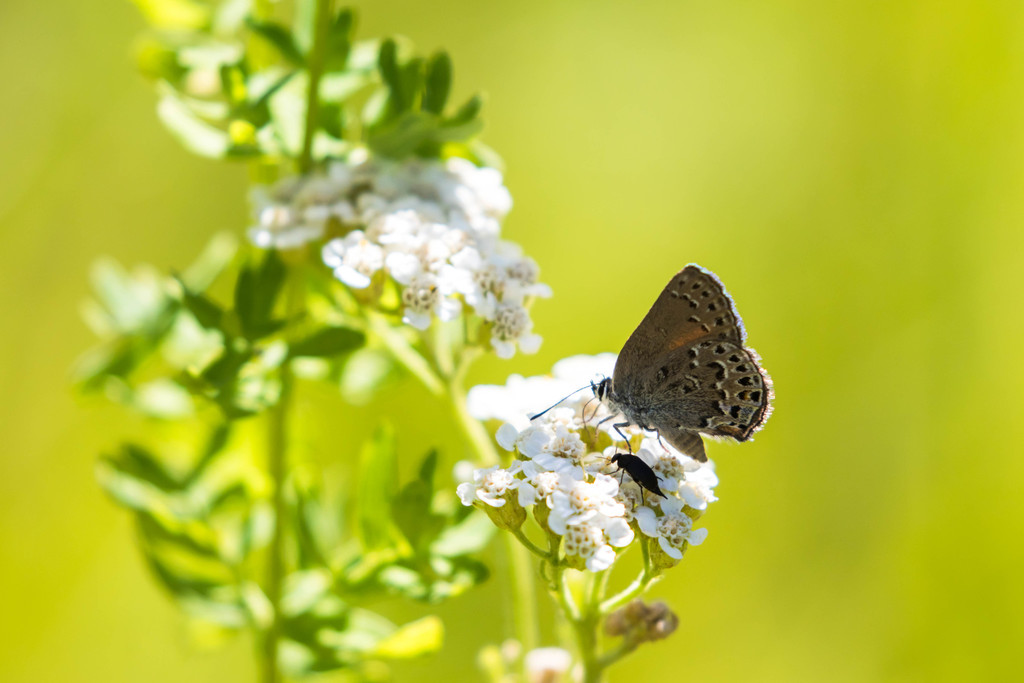 Satyrium behrii (Behr's Hairstreak), California species