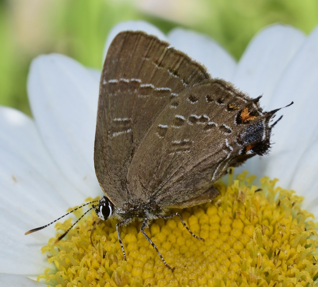 Satyrium calanus (Banded Hairstreak), California species