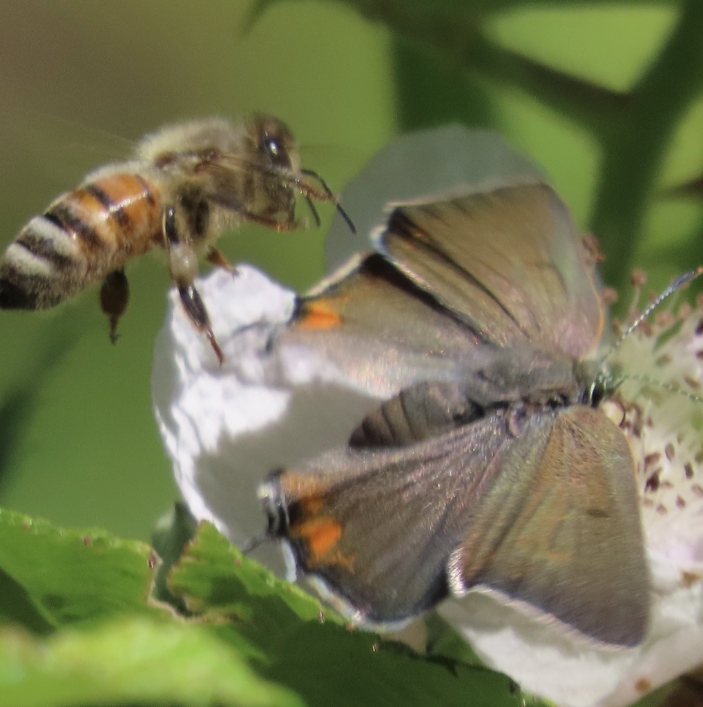 Satyrium californica (California Hairstreak), California species