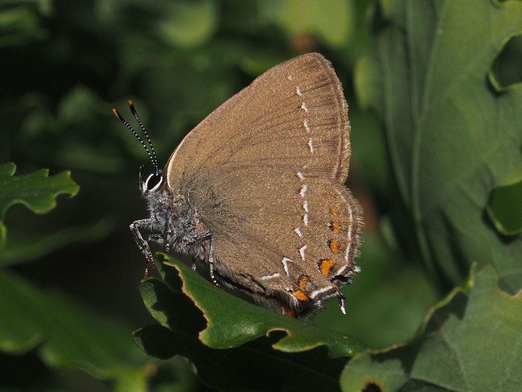 Satyrium fuliginosum (Sooty Hairstreak), California species
