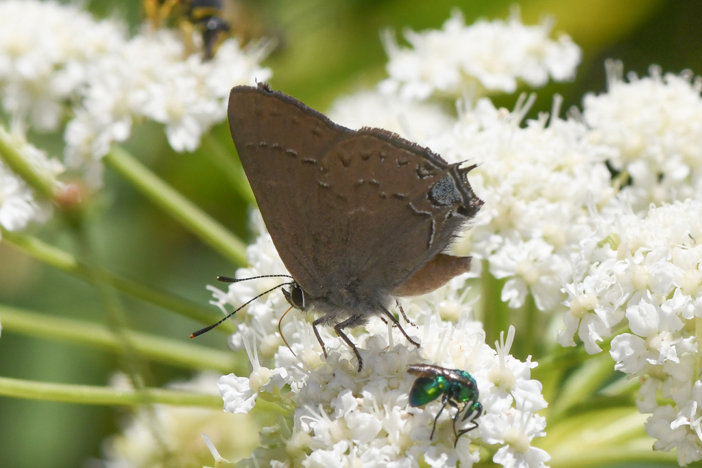 Satyrium saepium (Hedgerow Hairstreak), California species