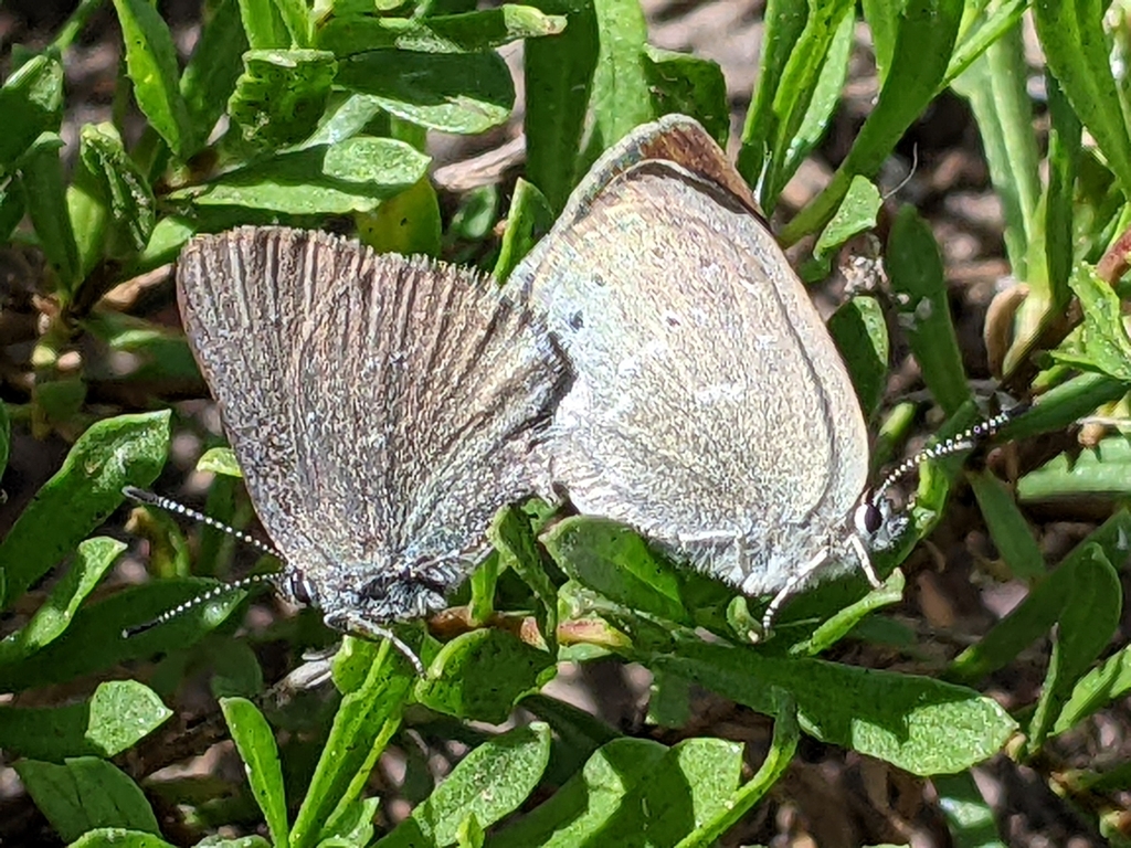 Satyrium semiluna (Sagebrush Sooty Hairstreak), California species
