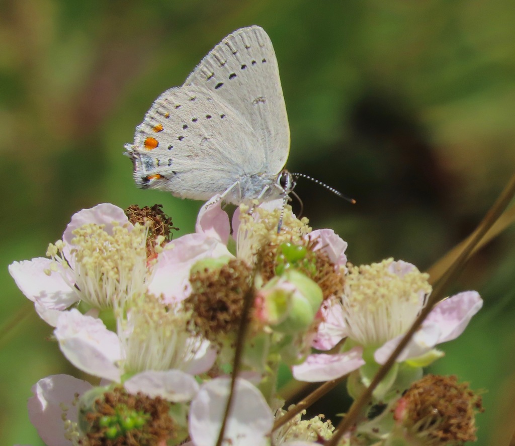 Satyrium sylvinus (Sylvan Hairstreak), California species